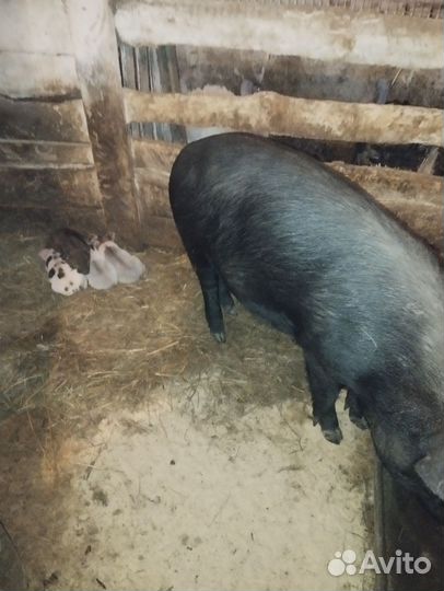 Свиноматка