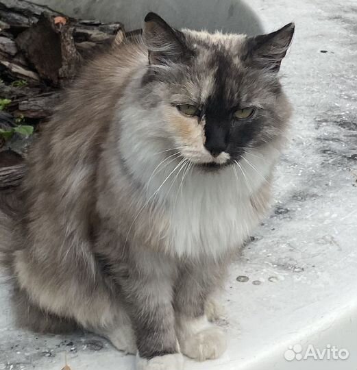 Невероятно красивая кошка