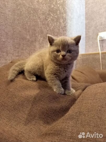 Британские котята