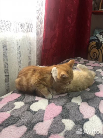 Двух месячные котята