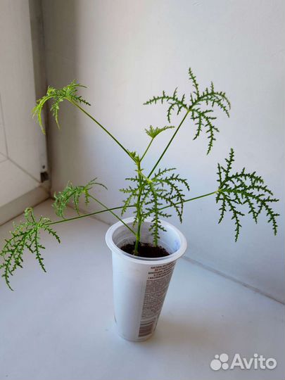 Пеларгония герань душистая