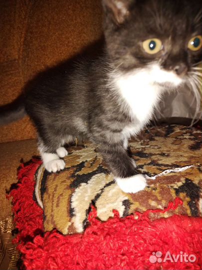 Котята в добрые руки бесплатно