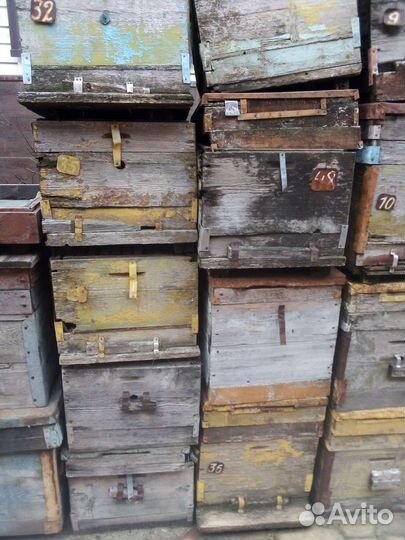 Пчелиные улики