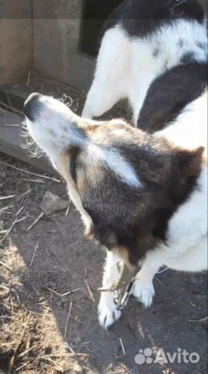 Лучшая Собака друг в добрые руки