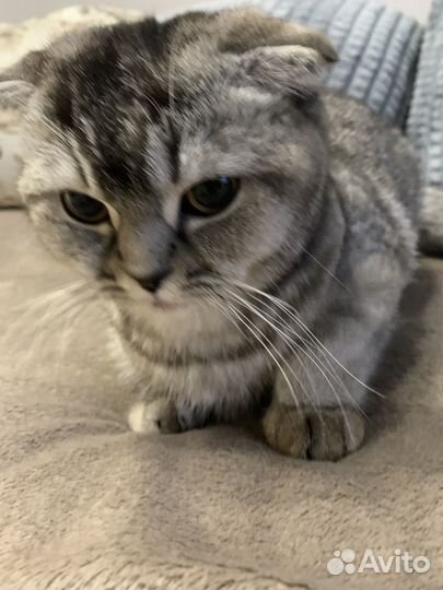 Шатланска кошка