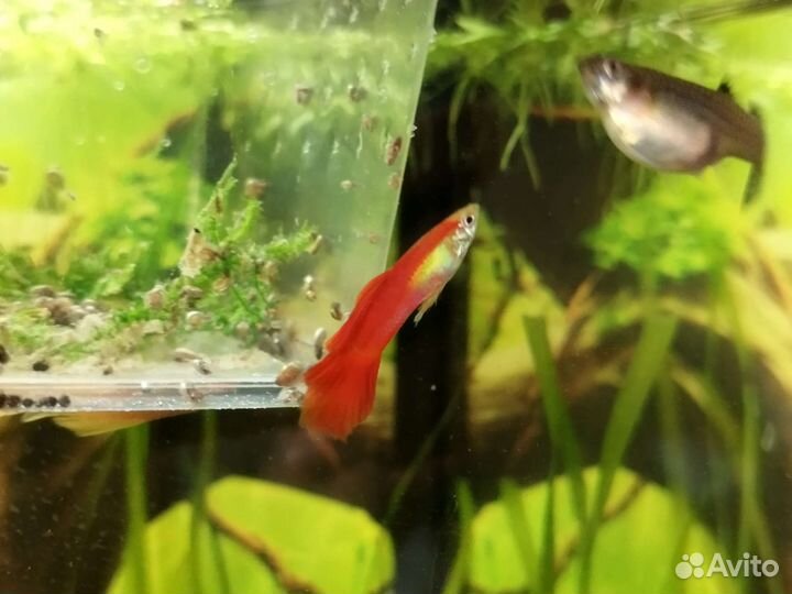 Рыбки Гуппи, сомы анцыструсы, креветки, улитки