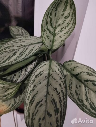 Аглаонемы и другие растения