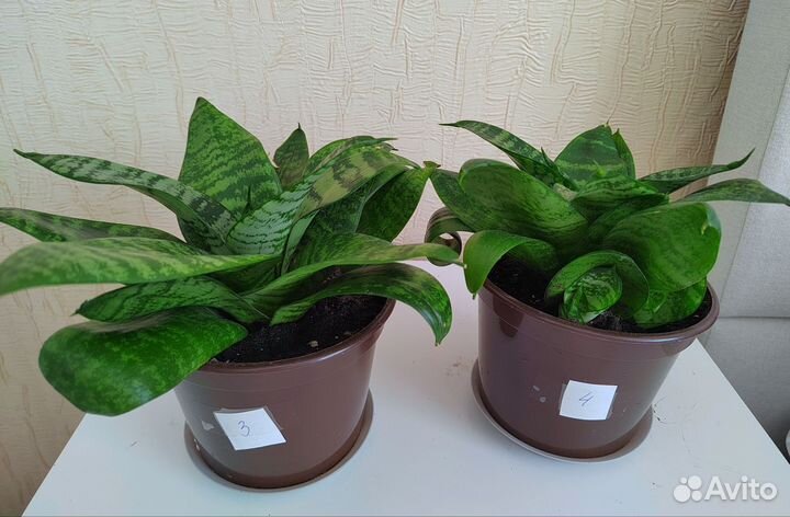 Сансивиерия