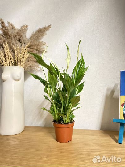 Спатифиллум