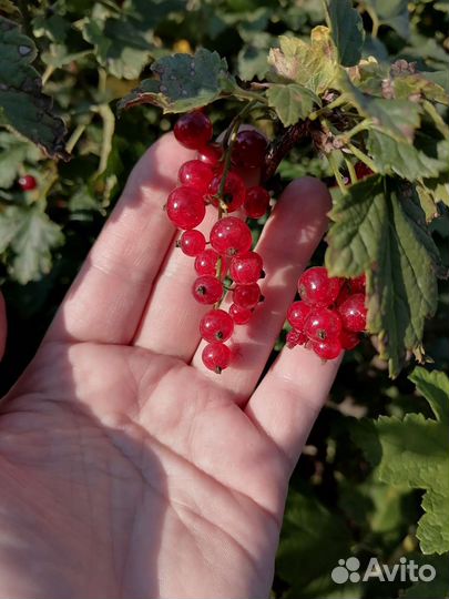 Смородина черная, белая красная