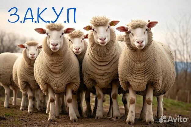 Бараны на мясо