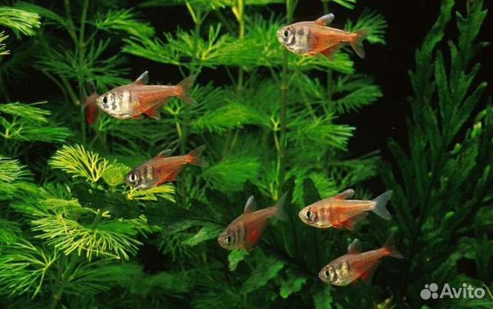 Аквариумные рыбки, аквариумы и оборудование