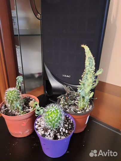 Суккуленты