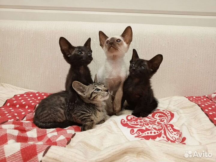 Ориентальные котята 2 мес