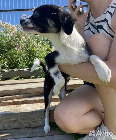 Щенок в добрые руки