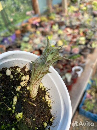 Караллума Каэспитоза