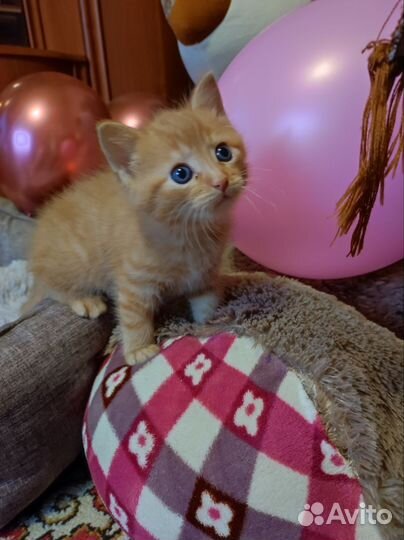 Рыжий котенок девочка