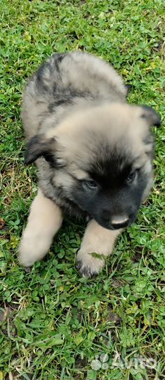 Щенки алабая в добрые руки