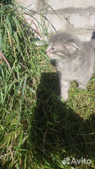 Котята вислоухие