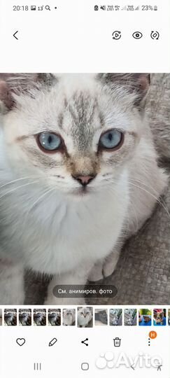 Котята смесь британской сер бристой и вислоухого