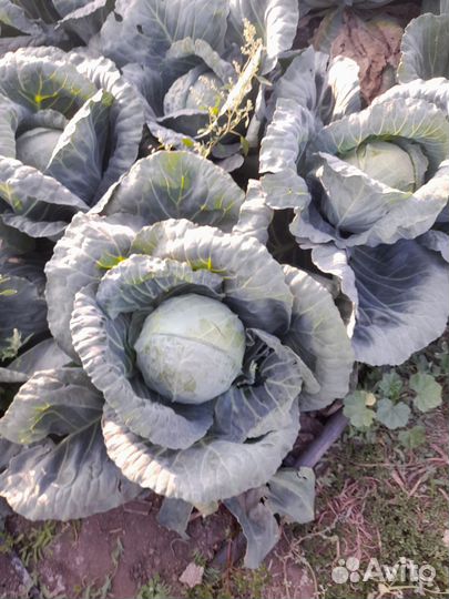 Капуста белокочанная