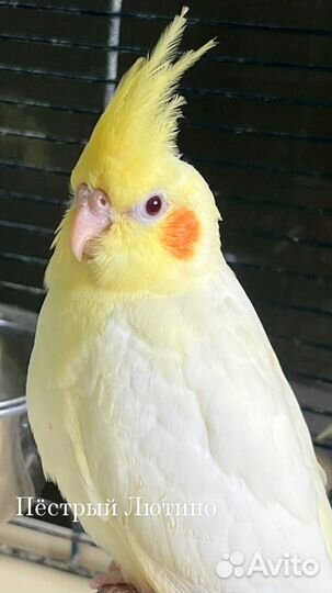 Попугай Корелла Нимфа, птенцы и подростки