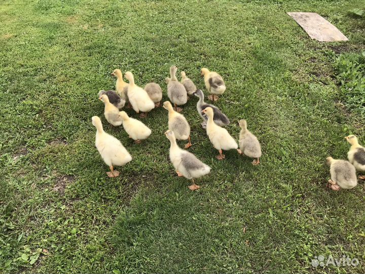 Гусь Серый,Линда