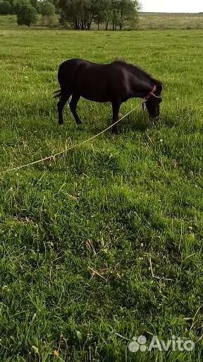 Пони кабылка