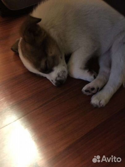 Чудесный малыш ищет добрые руки