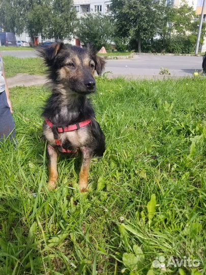 Отдам в добрые руки