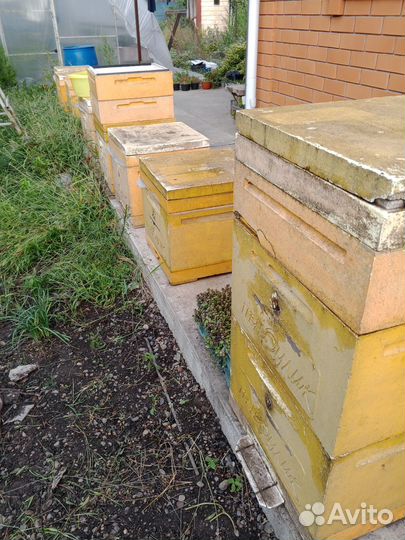 Пчелы с ульями