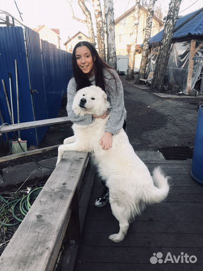 Выгул собак,дрессировка