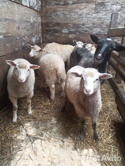 Овцы 2023г. 300 ягнята 2-4мес. договорная