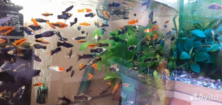 Молонезия меченосцы чёные красные анцитрус коряга