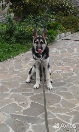 Дрессировка собак