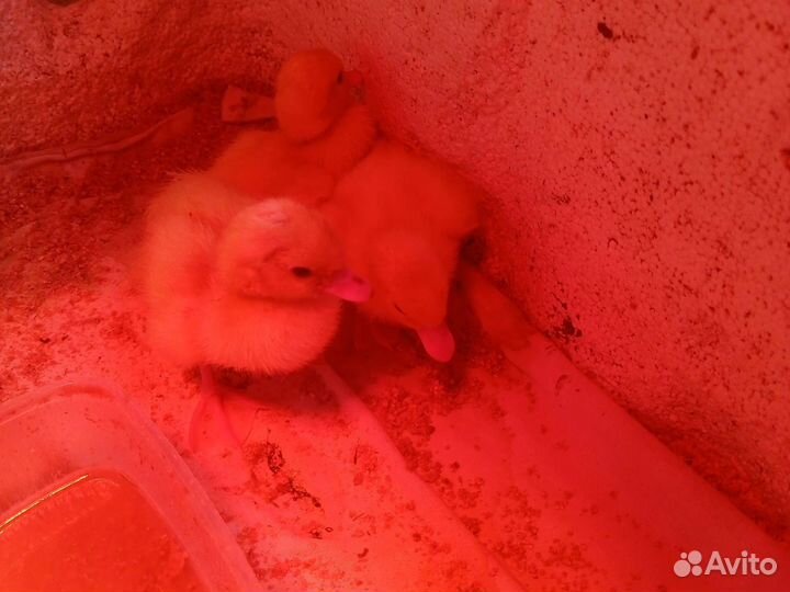 Продам индоутят