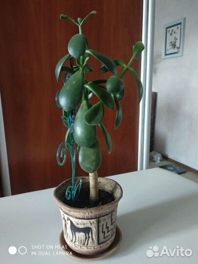 Толстянка(денежное дерево)