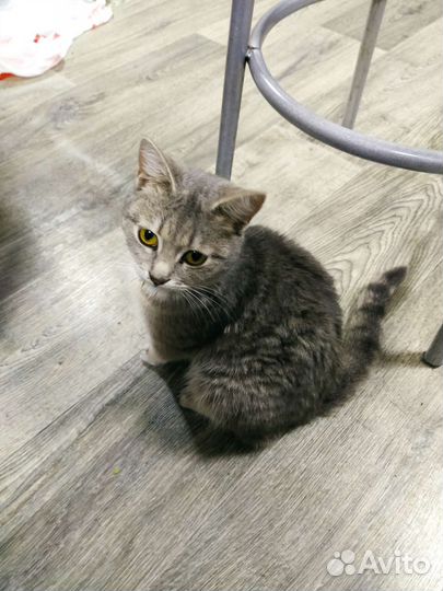 Кошечка в добрые руки