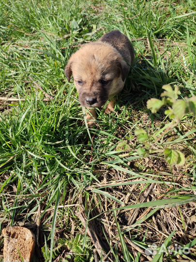 Щенки в добрые руки