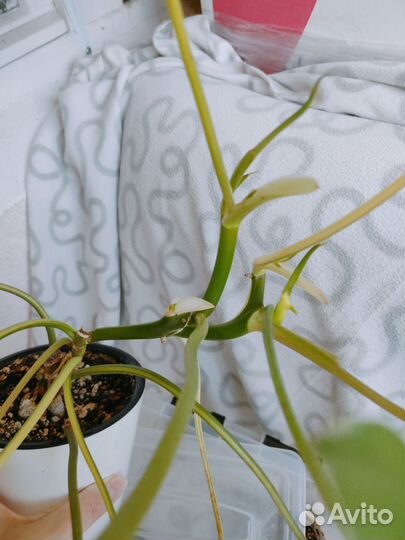 Филодендрон бурле макс вариегатный