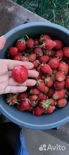 Рассада клубники фестивальной