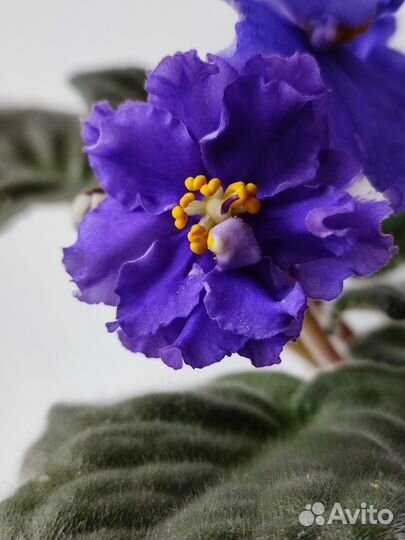 Фиалка Evening Splendor (спорт)