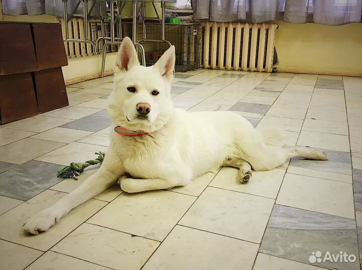 Дрессировка, хендлинг, зал для занятий, клуб собак