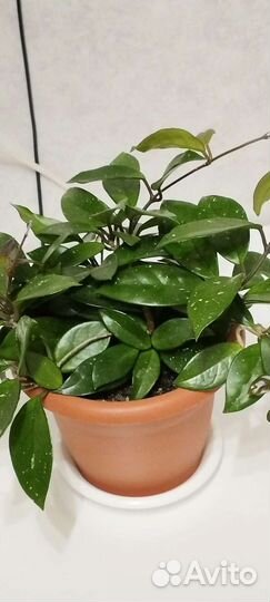 Хойя Карноза