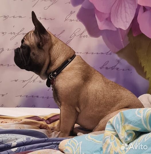 Французский бульдог