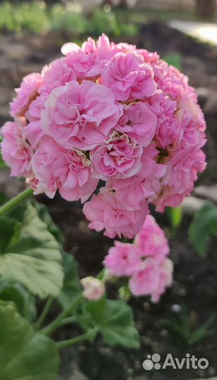 Пеларгония юв Даная