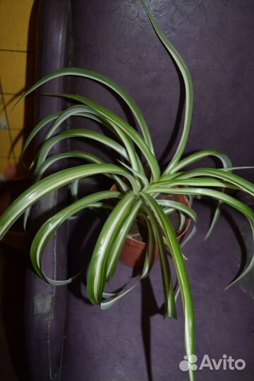 Хлорофитум хохлатый