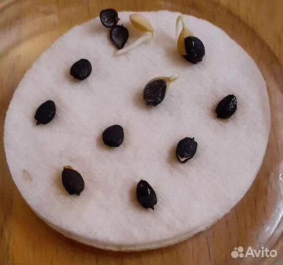 Маракуйя северная (пассифлора Инкарната). Семена