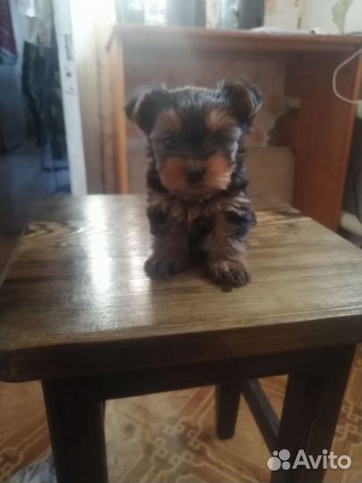 Йоркширский терьер мини беби фейс щенки