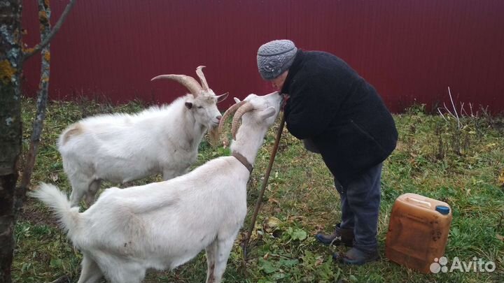 Козочка и козёл